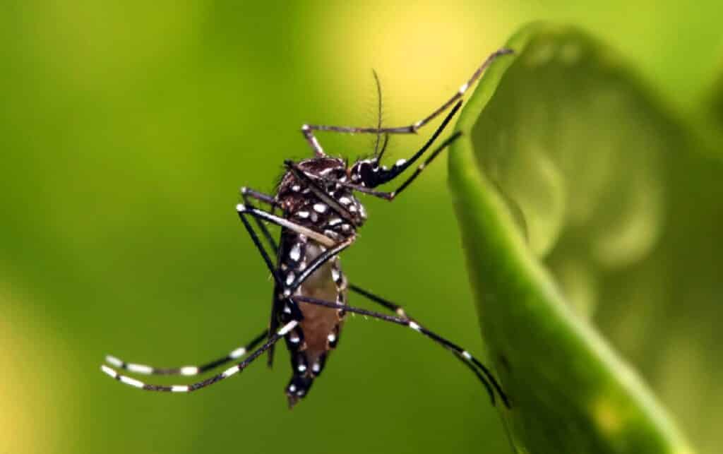 Dengue