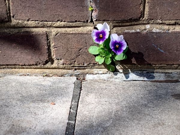 aprenda a ser resiliente