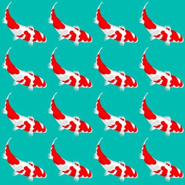 Desafio visual com um padrão de peixes koi vermelhos nadando sobre fundo azul claro
