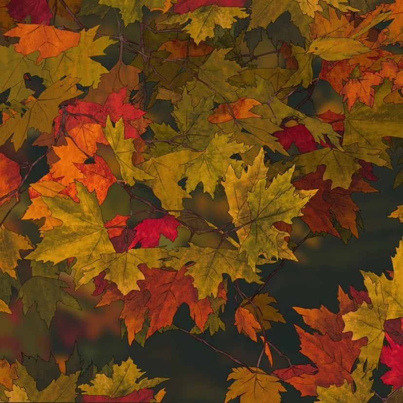 Teste visual com uma imagem com folhas de outono nas cores amarelo, laranja e vermelho em fundo desfocado escuro