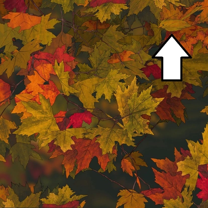 Teste visual com uma imagem com folhas de outono nas cores amarelo, laranja e vermelho em fundo desfocado escuro