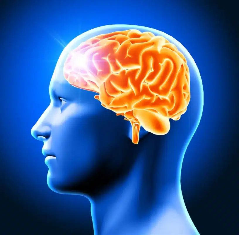 Representação 3D do cérebro humano destacando seu desenvolvimento durante a adolescência até os 32 anos.