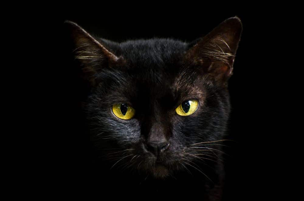 Close-up frontal de um gato preto com olhos amarelos brilhantes e intensos, destacando-se contra um fundo totalmente preto. A iluminação foca suavemente nos pelos do rosto e nas orelhas, criando um ar de mistério.